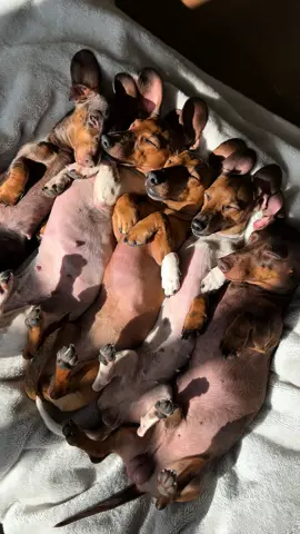 Bunnies or Dachshunds? 🐰