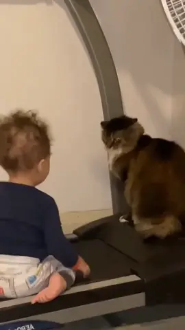 #creatorsearchinsights little babies having fun with cats #babiesoftiktok #fun 