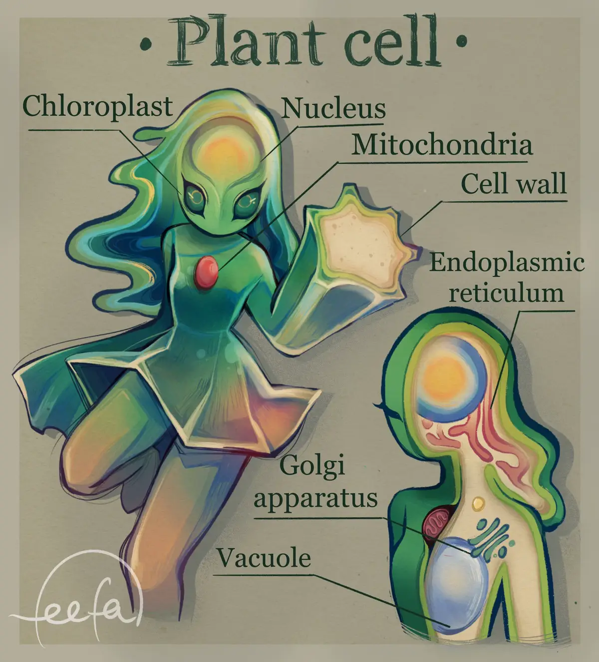 Diagrams of the Plant cell, animal cell, and fungal cell!!✨ The building blocks of all living things, basically. Which one do you choose as your fighter? Each cell have their own system of organelles that keep them going, which I’ve tried to translate into human anatomy to the best of my abilities. The nucleus acts as the brain, vacuole as the lungs, the mitochondria as the heart… #artistsoftiktok #artist #drawing #biology #biologia #digitalart #characterdesign #procreate