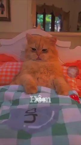 #CapCut dậy sớm để thành công.😆#xuhuong #animals #funny #meow 