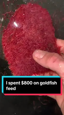 I spent $300 on shipping and still had to lug the 60 lbs from the edge of my driveway to my house because today of all days the power lines got knocked down over my driveway. I went and got Chinese food after. #fish #goldfish #bloodworms #brineshrimp #aquarium #fishfeed 