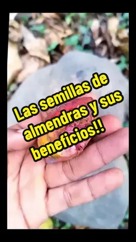 Las almendras y sus beneficios!! #semillas #almendras #salud #magnesio #hazmeviral #videoviral #tiktokviral #RJ73 #fypシ #fyp #foryou #foryoupage 