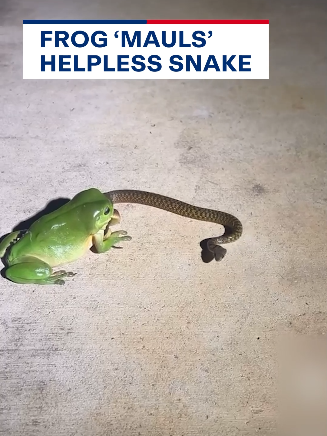 Talk about eyes bigger than your stomach... 🐸 #frog #snake #onlyinaustralia #aussiethings #nature #9News