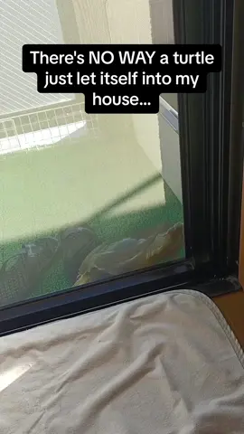 Ok but what are you guys naming this turtle? 🐢 #Pubity  (Ritsuyo Suehiro via @ViralHog)
