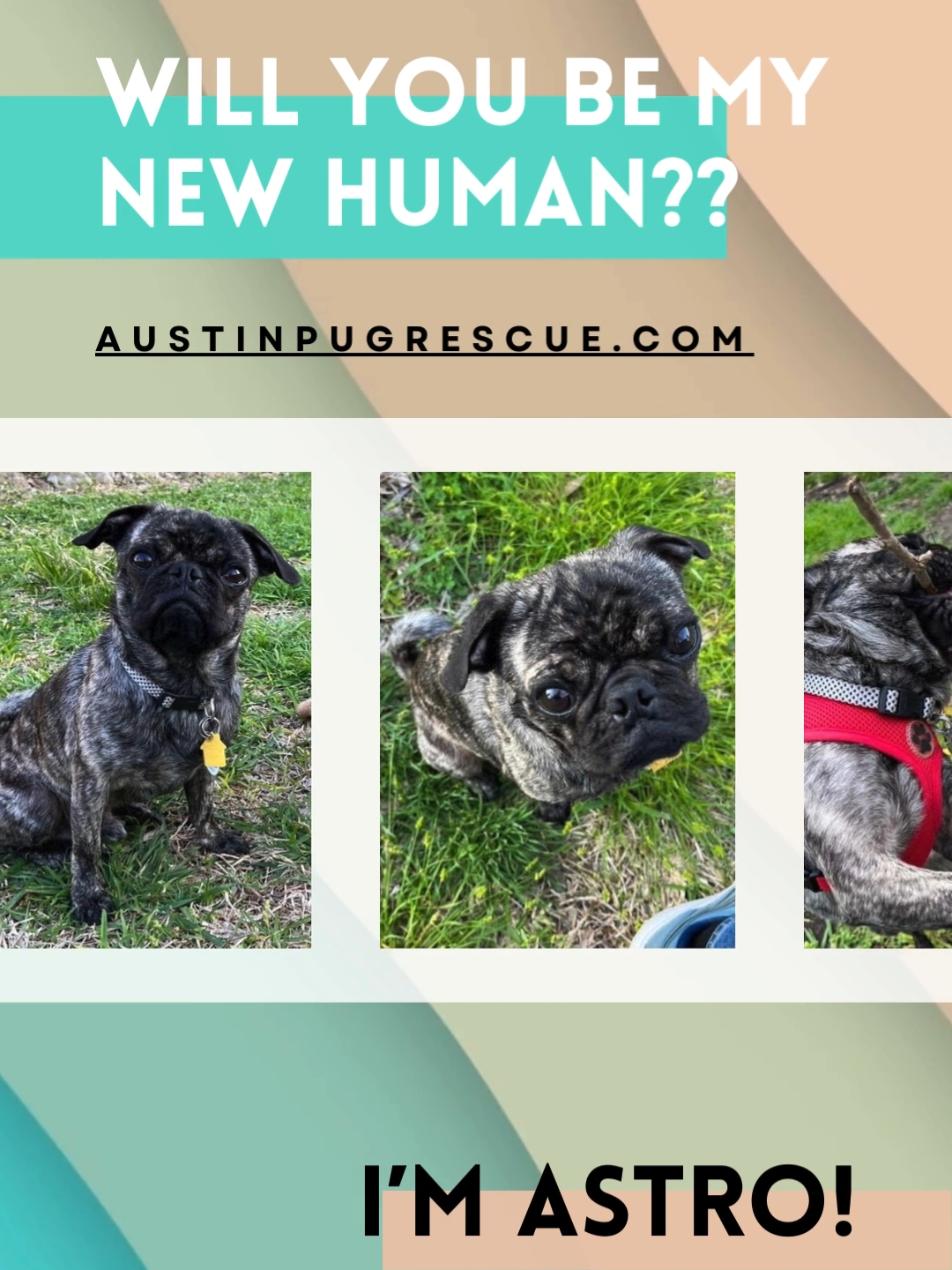 This sweet baby is looking for his forever home. He's a one year old house broken pup who is good with other dogs. If I could take this sweet boy myself, I would! Look at that sweet little face! Apply to adopt Astro and other rescue pugs at austinpugrescue.com #pugsoftiktok #adoptme @pug_rescue_austin #brindlepug #puglife #puglove #pugclub #pugmom #sharethisvideo #dogrescue #loveme