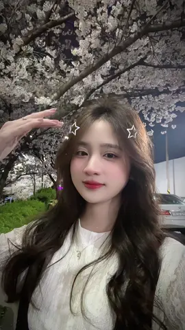 Mùa hoa thứ 6🌸🌸 #ngọclee #청주 #벛꽃 