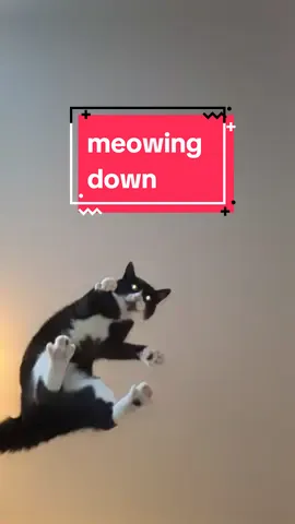 these idiots like taking flight #catsoftiktok #fallingcat #slomo 