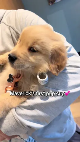Happiest little boy with his pup cup 😭 #goldenretriever #goldenretrieverlife #dogsoftiktok #doglover 