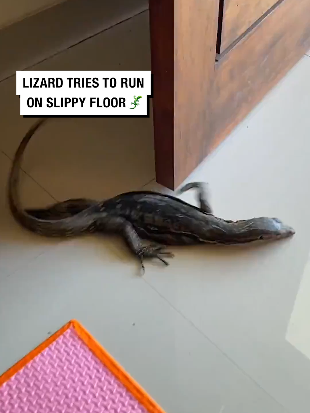 He's going nowhere fast! 🤣🦎 🎥 Viralhog #UNILAD #funny #lizard #reptile #animalsoftiktok #reptilesoftiktok #funnyanimals