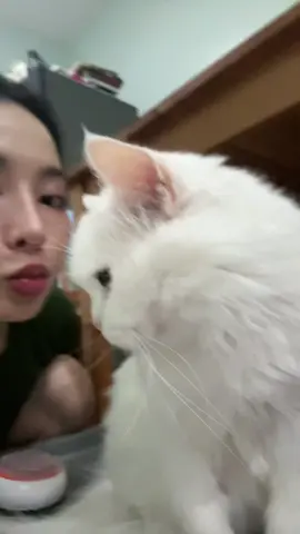 น้องจอยมากกกกก#คนเลี้ยงแมว #catsoftiktok #catlover 