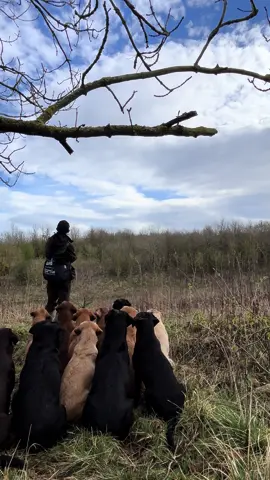 Marks with the pack, Cooper, Fergus and Xena …  #labradorretriever #chocolatelab #foxredlab #yellowlab #blacklabsquad #training #teampureflax #gundogtrainer  #slingleygundogs #pickingupteam  #instavideo