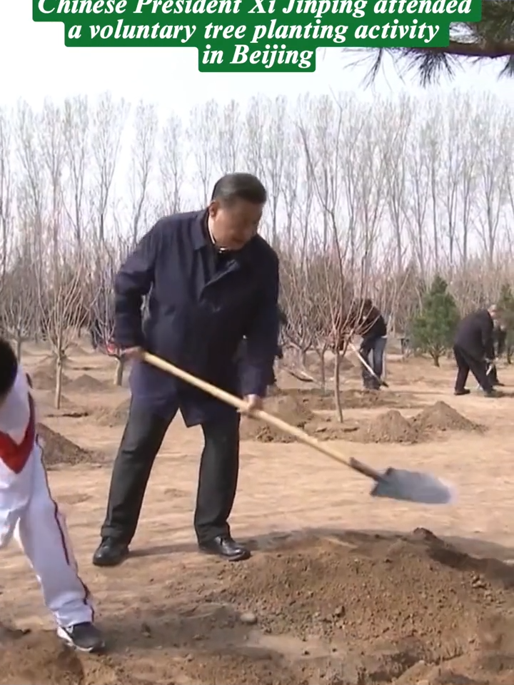 Chinese President Xi Jinping attended a voluntary tree planting activity in Beijing and called for nationwide efforts in afforestation to jointly build a beautiful #China #green