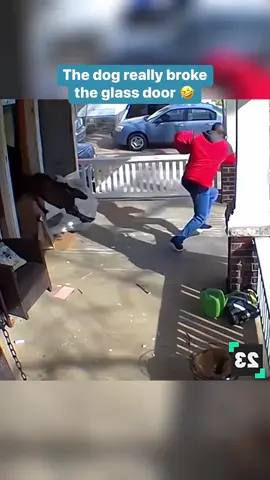 Dogs vs delivery drivers never fail to crack me up 💀 (🎥: @just.funny_animals01) #delivery #deliverydriver #ring #caughtonring #videodoorbell #doorbell #fedex #amazondelivery #ringdoorbell #ringdoorbellfails #ringdoorbellclips #caughtoncamera #amazondeliverydriver #amazon #securitycamera