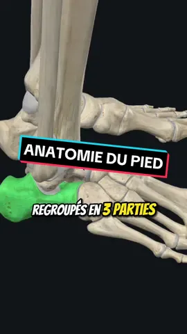 Anatomie du pied en 1 minute 🦶#pied #anatomie #vulgarisation 
