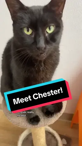 Meet Chester! The sweetest dude you will ever meet! Hes also Princess Cecily’s bff and boyfriend. Theyve been separated for awhile due to her injury but one day we are sure they will be together again. #blackcat #deglovedchin #residentcat #thecatterycc #stomatitis 