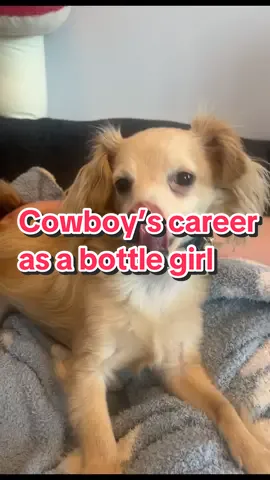 miami cowy #rescuedog #chihuahua #funnydogvideo #hilariousdogs 