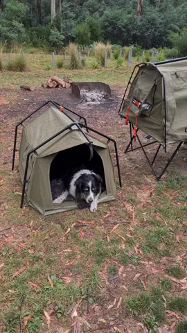 Every dog needs his own tent. This peeps is the Wood Den from @23zeroaus. A swag for dogs. Almost quick and easy enough for the dog to set up himself. 😂😎 #campingwithdogs #dogscamping #bordercollie #dogtent #campingdogs #campaustralia #dogsatcamp