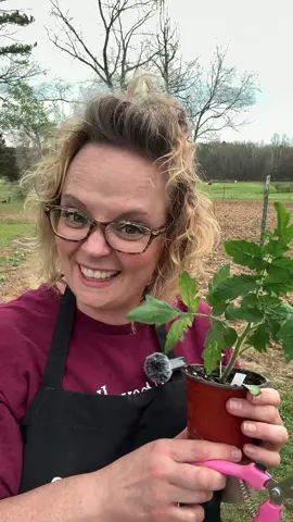 Snip! Snip! #doubleharvesthomestead #homestead #homesteading #homesteadtiktok #garden #gardening #gardeningtips #gardeningtiktok #youtube #youtubechannel #subscribe #plants #plantsoftiktok #countrylife #food #growyourownfood #tomato #tomatoes #arkansas #farmtotable #farmtofork #tiktoker #fyp #seeds #seedlings 