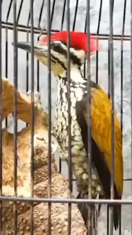 pelatuk bawang gacor 