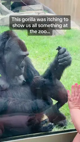 The kiss at the end 🥺🦍 #Pubity  (Lacie Daniels via @ViralHog)