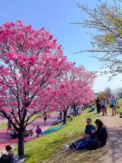 Bạn đã biết mùa xuân ở Công viên Shioiri lãng mạn như nào chưa?  #nhatbanaz  #dulichnhatban  #hoaanhdao  #congvienshioiri  #tournhatban #sakura #trending #japan