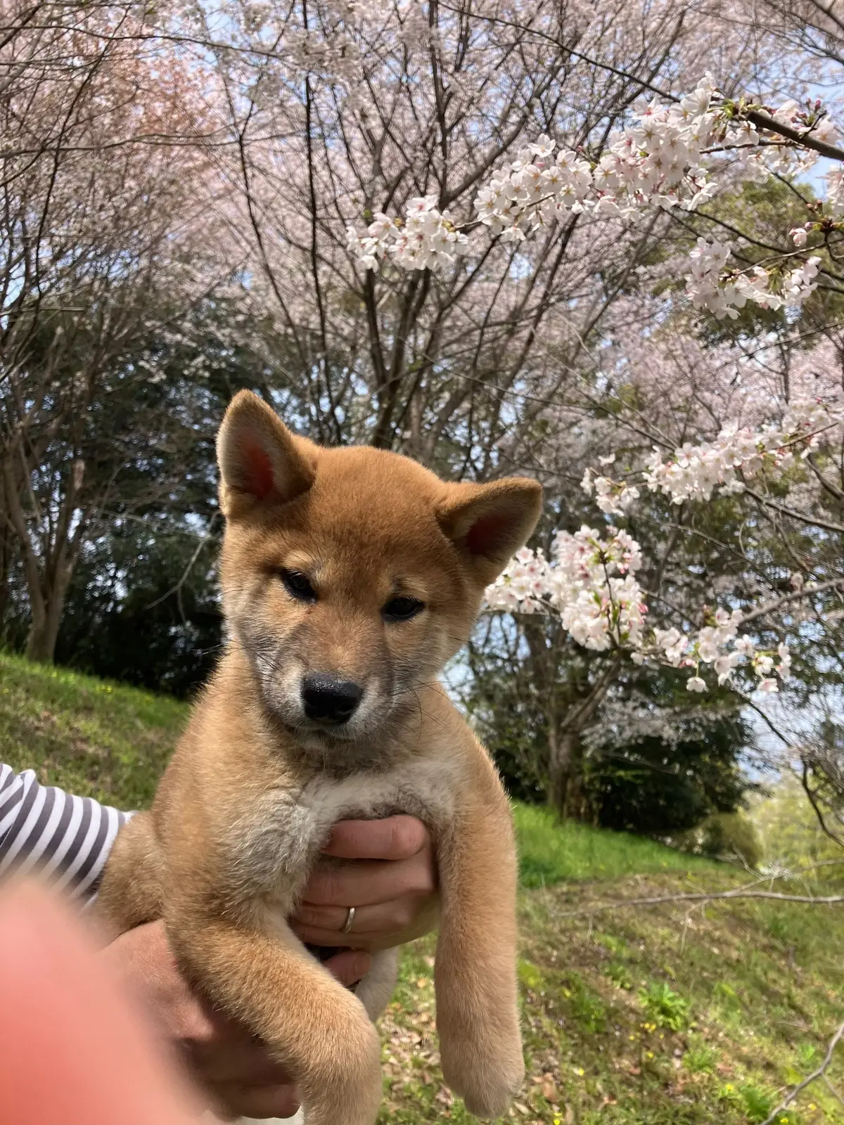 花見🌸初抱っこ散歩　　#柴犬銀次郎　 #子犬