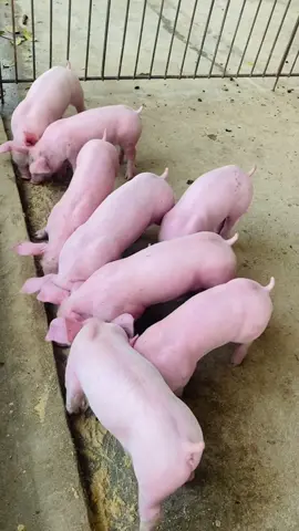 One step at a time! Just keep going. 💪🏻 #pig #pigs #pigsoftiktok #pigsfarm #farm #farmlife #farming #piglets #pigletsoftiktok #baboyan #fyp #fypシ #fypシ゚viral #fypage #business #beginner #baboyan @gem 