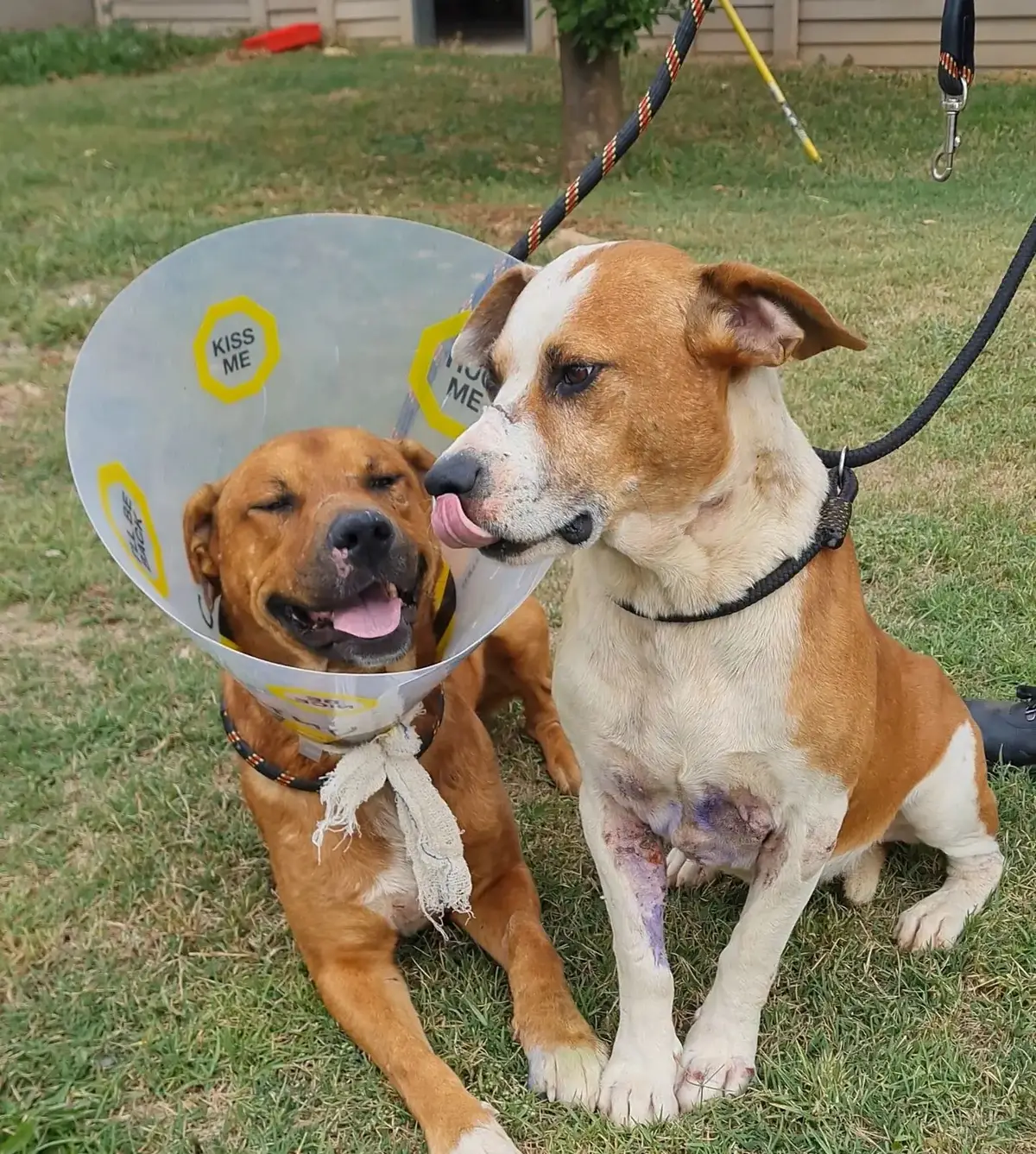 Unbreakable Bonds: The Journey of Rover and Rubble We have an inspiring yet heart-tugging story to share about two brave souls, Rover & Rubble, whose incredible bond and resilience remind us of the power of friendship and community support. Just a short while back, we received a distressing call about two dogs in critical condition, one potentially struck by a vehicle. We took immediate action! Rover's condition was deeply distressing. He endured serious injuries across his chest and front legs, clear evidence of the tough situations he faced. His body, infested with ticks, was so sensitive that the slightest touch caused him to cry out in pain. This pain seemed to intensify whenever he was apart from Rubble, who served as his steadfast source of comfort through their ordeal. Rubble, appearing more calm on the surface, was equally impacted by their harsh circumstances. He too bore marks of their trials, with injuries on his front legs, chest, and neck, and was plagued by a severe tick and flea infestation. Additionally, Rubble has TVT (Transmissible Venereal Tumour is a type of cancer that affects the genitalia of dogs, especially during mating). His TVT will be treated in our own hospital with Chemotherapy. We're reaching out for your continued support. Whether it's through donations, sharing their story, or sending positive thoughts, every little bit helps. Even simply sponsoring their kennel will be a massive help, if you would like to sponsor them contact 082 677 8084. Keep an eye out for updates on their recovery. With your help, we can give Rover and Rubble the happy life they deserve. Banking Details for Wet Nose: Account: Wet Nose Bank: ABSA Account no: 407 649 9150 Branch: 632005 Ref: Rover and Rubble