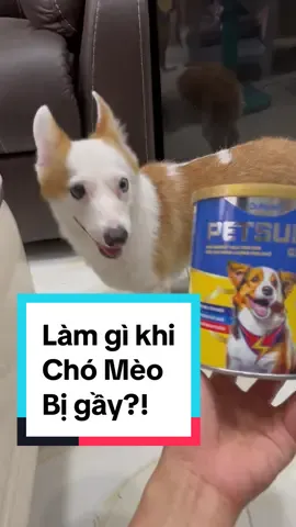 Chó Mèo bị gầy, ốm thì làm gì bây giờ?! #petsure #petilac #drkyan #aikokovn #corgi #nuoimeothongminh#nuoimeothongminhmnuoimeo #suachochocon #suachocho 