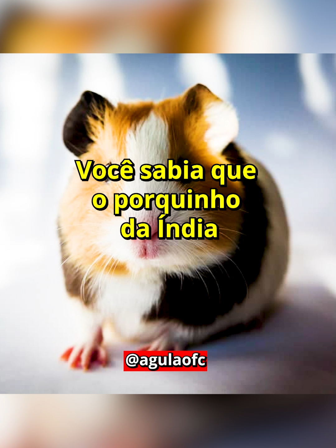 Você sabia que o porquinho da Índia não é um porco e nem veio da Índia? #curiosidades #animal #historia