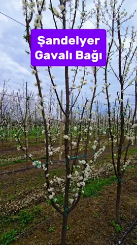 Şandelyer budama sistemi üzrə gavalı bağımız.  #superhighdensity #ağac #bağçılıq #intensivbağ #gavalı #plum #çiçək #ting #azerbaycan #şəmkir #quba #qusar #xaçmaz #ting 