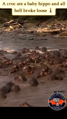 hippo fighting with alligator #foryourpage #foryou #1million 