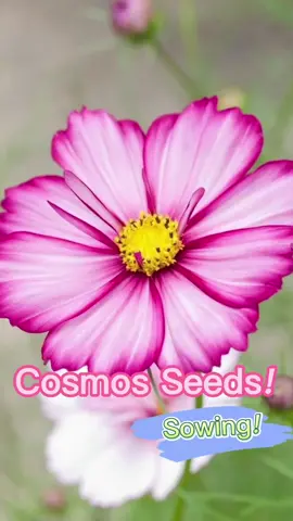 Must-Haves for Your Garden! Newbie-Friendly Picks!🌸 #cosmos #flowergarden #cosmosflower #growyourown #springflowers #gardenideas2024 #plantingseason #plantingathome #wildflowers #natureathome 