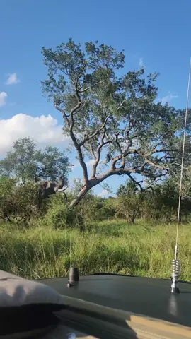 Elephant casually pushes down tree 😳