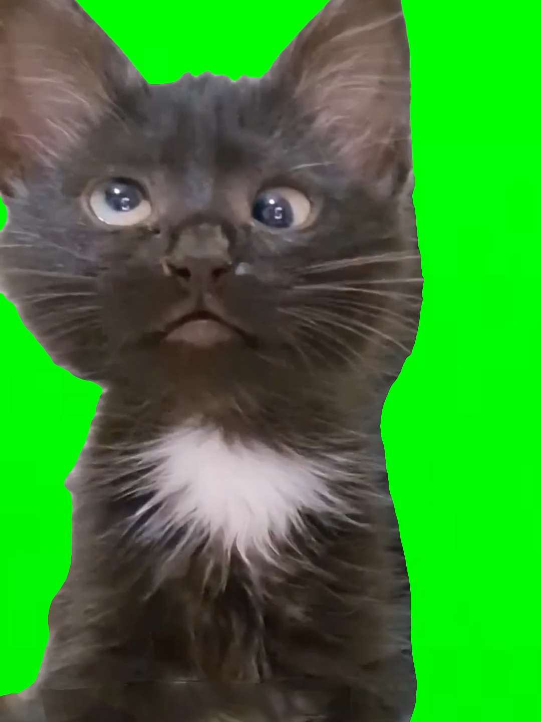 HaHHH?? Meowing Cat Meme green screen  #hahhh#cat#funny#fyp#fypシ#greenscreen#meme#meowing#huhcat