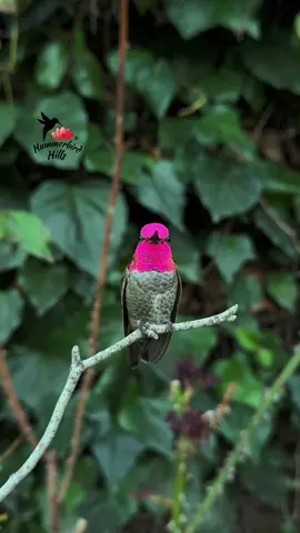 Shimmering elegance ✨ #hummingbirds #nature #annashummingbird  . Share this video with friends and family to spread the joy of hummingbirds ✨ . . © All rights reserved.  Don’t use without permission.  . . . #birds #naturelover #Outdoors #birdwatching #gardenbirds #featherperfection #instabirds #wildlife #hummingbirdfeeder #backyardbirds #birdsinflight #hummingbird  #hummingbirdsoftiktok #asmr #foryou #vibes #WeekendVibes #viral #fyp #foryoupage #reels #birdreels #naturereels #reels__tiktok #viralvideo 
