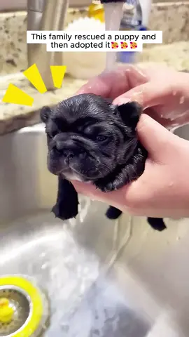 This family rescued a puppy and then adopted it #animals #animalrescue #rescue #animalsoftiktok #fyp #animallove #animallovers #loveanimals #puppy #puppysoftiktok 