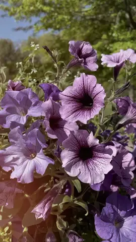 bunga violet adalah bunga kelahiran bulan Februari.  