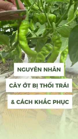 Nguyên nhân bà cách khắc phục cây ớt bị thối trái #fyp #xuhuong #rau #nongnghiep #farm #farmlife #trongcay #trongrau #trongrausach #trongrausanthuong 