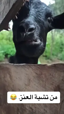 من تشبة العنز 