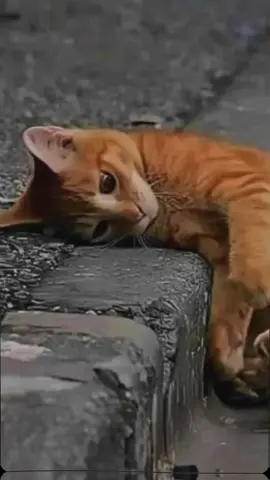 😾  #gamon #galaustory #oyen #kucingtiktok #catsoftiktok #fyp #fypシ #foryou #foryoupage #lagujowo #jowopride #story #berandamu #capcut 