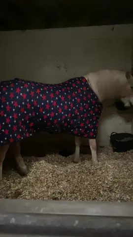 Night night ponies 🌙 😴 #horse #bedtime #ponypajamas 