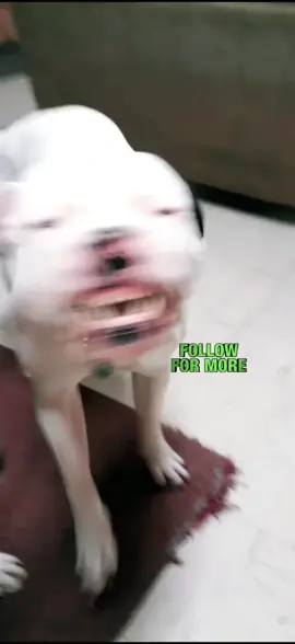 #viral #petlove #fyp #triggersings 
