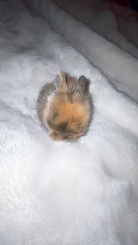 Nice #babybunny #fy #bunny 