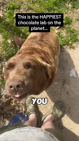 I’d love to give this good boy some head scratches 🥺🥺 #Pubity (@Shook)