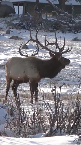 KJ in the foreground and Bruno (Kahuna) in the background the day before Bruno was killed by a mountain lion. It was almost like a handing of the baton!  www.GoodBullGuided.com  #Photography #wildlife #nature #colorado #goodbull #elk #bullelk #rmnp 