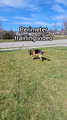 If your dog can sit and stay he or she can be perimeter trained.  #fyp #foryou #germanshepherd #foryoupage #4u #mikelalicich 