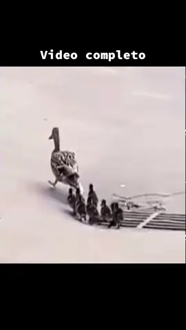 Aqui el que graba si ayuda 🥹❤️ #patitos #cuidando #animalitos 