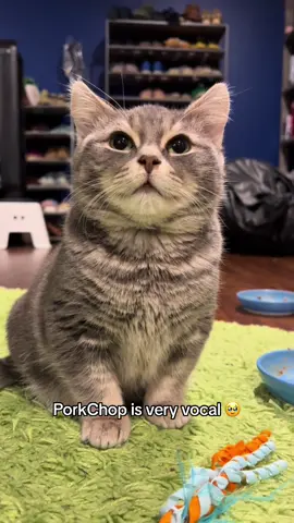He’s so compact 🥹😭 (@RiceandWeird) #cat #catsoftiktok #cute #wholesome #funny #hoest 