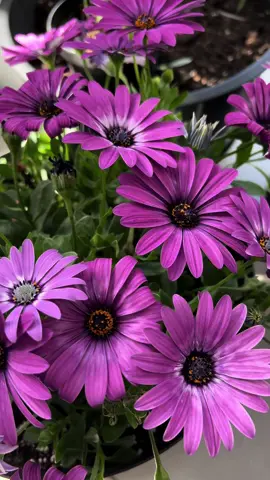 Purple Daisies in Full Bloom! 🌼💜 Balcony plants idea  #fyp #daisies #daisy #bloom #balconygarden #plants #balconyplants #flower #flowers #flowering #purpleflowers #garden #gardenideas #balconydecor #homeideas #blooming 